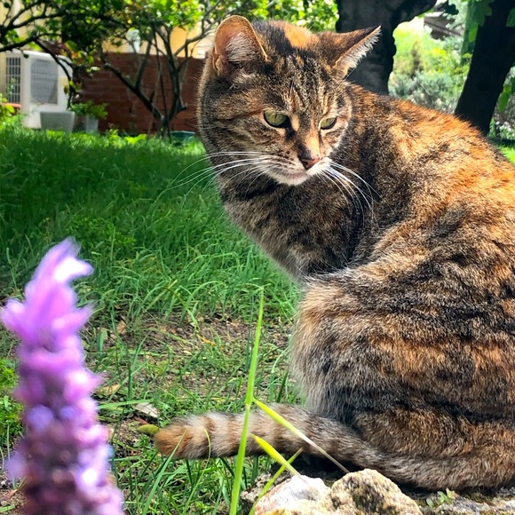 Meet your Posher, Maddison - Picture 1 of 1